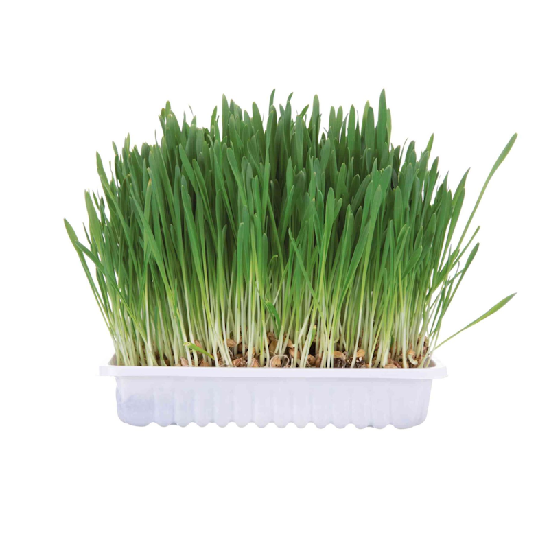 Trixie trava za glodare 100g